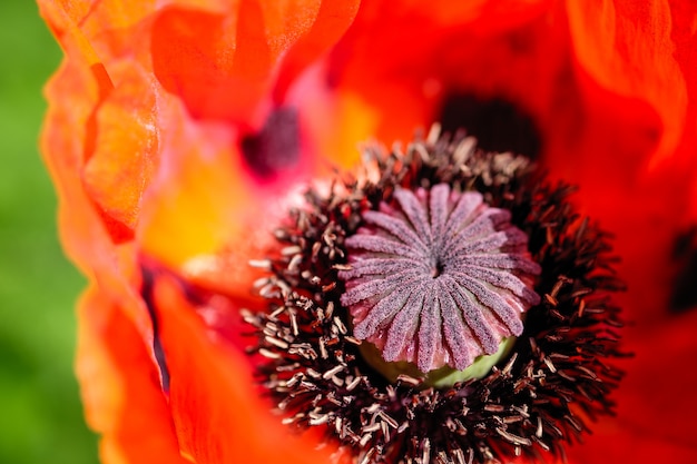 Rote Mohnblumennahaufnahme im Garten