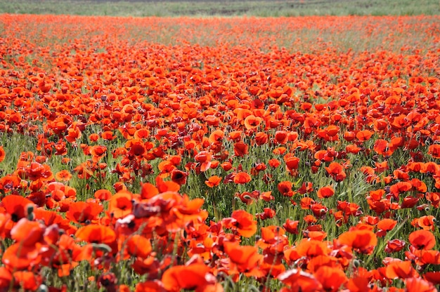 Rote Mohnwildblumenwiese