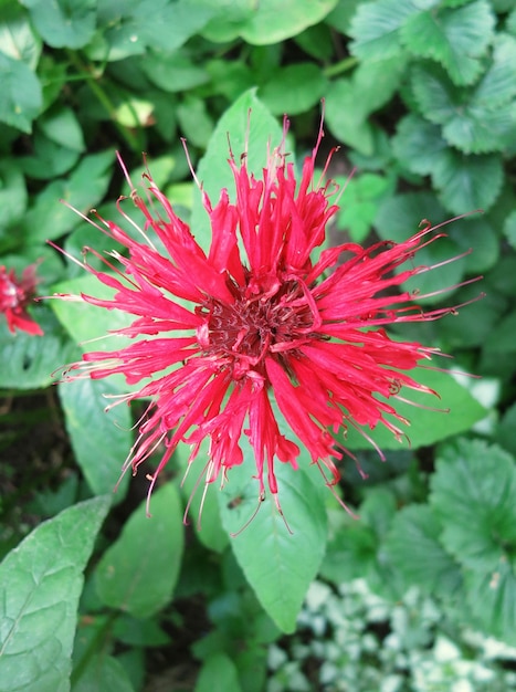 Rote Monarda-Blume aus nächster Nähe im Garten