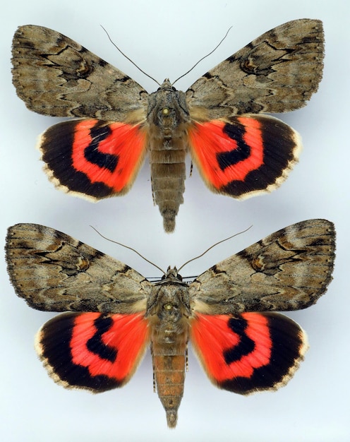 Rote Motte Catocala electa männlich weiblich isoliert Noctuidae. Sammlung Schmetterling. Schmetterlinge. Insekten.