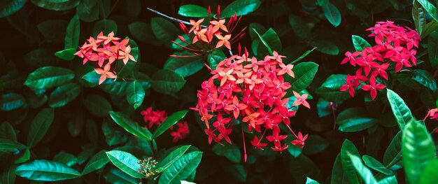 Rote NadelblumeKönig Ixora blüht Ixora chinensis Rubiaceae Blume Ixora Blume Ixora coccinea