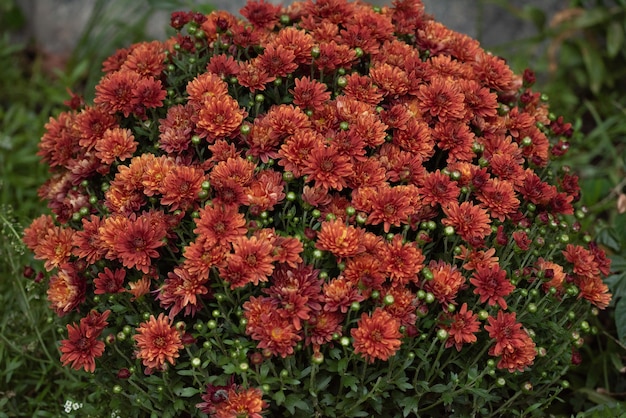 Rote orange koreanische Chrysantheme.