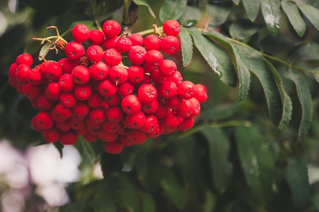 Rote orangefarbene Vogelbeeren, die vom Baum hängen Große orangefarbene Beeren auf dem Baum, Nahaufnahme auf einem Hintergrund von Herbstgrünblättern