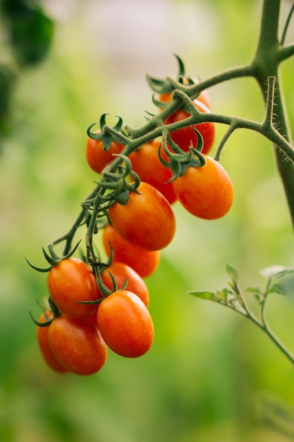 Rote organische Tomaten im Garten