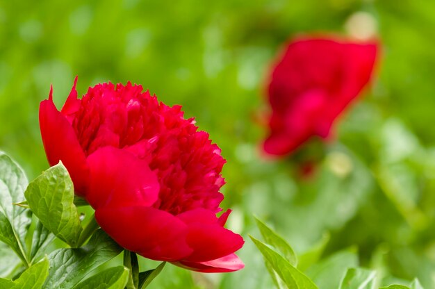 Foto rote paeon-blumen