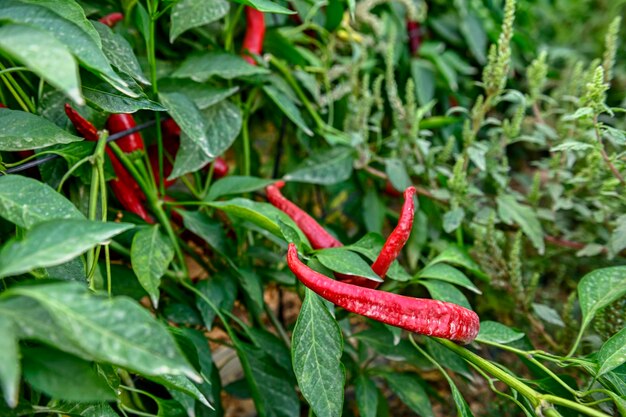 Rote Paprika hängt an der Pflanze in einem Gewächshaus