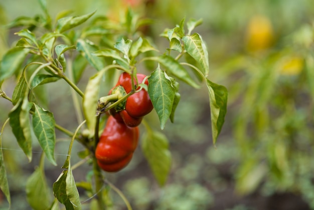 Foto rote paprika hautnah