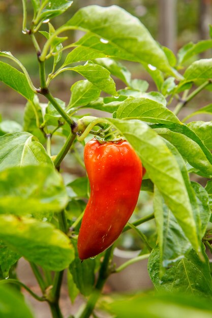 Rote Paprika wächst auf Busch im Garten. Bulgarische oder Paprikapflanze. Geringe Schärfentiefe