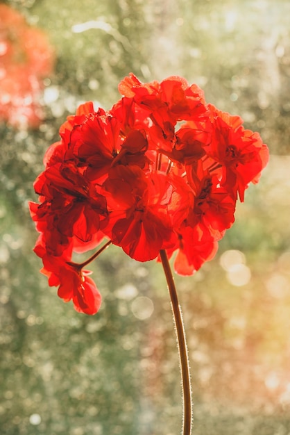 Rote Pelargonienblume im Sonnenaufganglicht