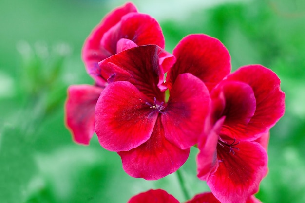 Rote Pelargoniumblumen vor dem Hintergrund grüner Blätter botanische Makrofotografie