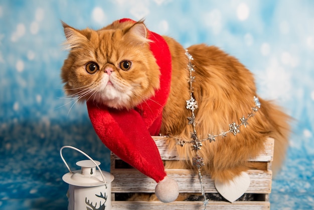 Rote Perserkatze im roten Weihnachtsmann-Schal auf blauem Weihnachtshintergrund mit Schnee