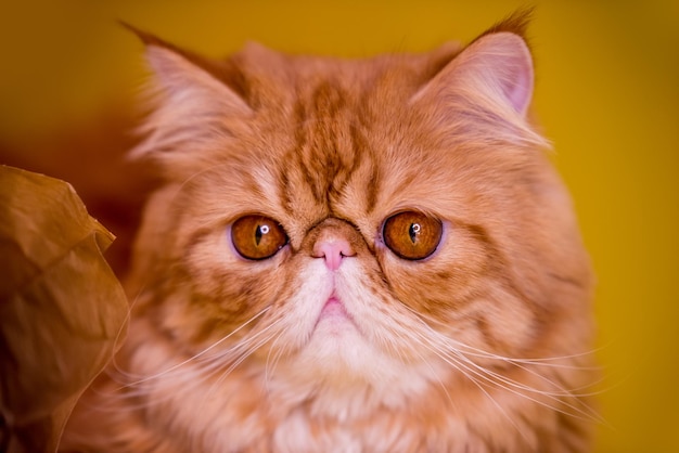 Rote persische exotische Katze vor gelbem Hintergrund