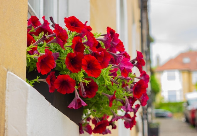 Rote Petunie blüht in einem Topf nahe dem Fenster des Straßendekors der Hausstadt