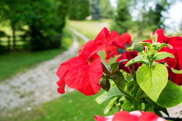 Rote Petunienblüten (Petunia hybrida)