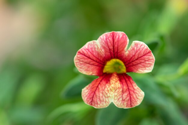 Rote Petunienblume im Garten.