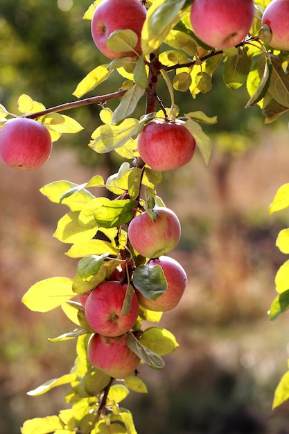 Rote Äpfel auf Apfelbaumast