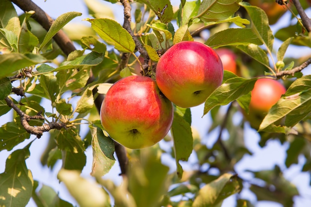 Rote Äpfel auf Apfelbaumzweig