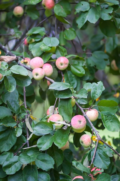 Rote Äpfel auf Ast im Sommergarten.