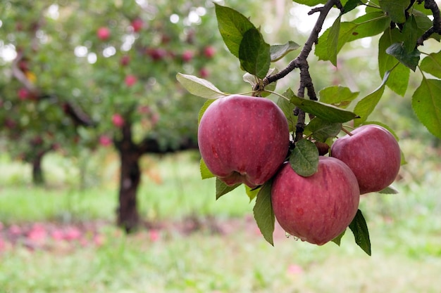 Rote Äpfel auf einem Ast bereit zur Ernte