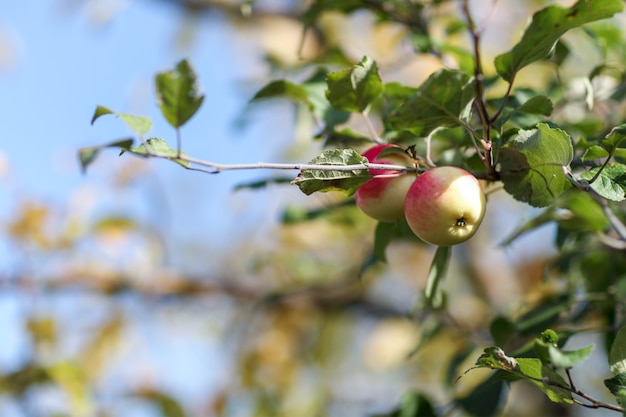 Rote Äpfel auf einem Baum