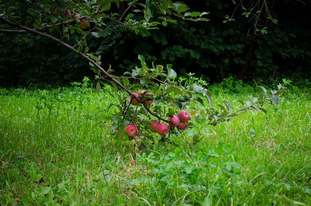 rote Äpfel auf einem Baum