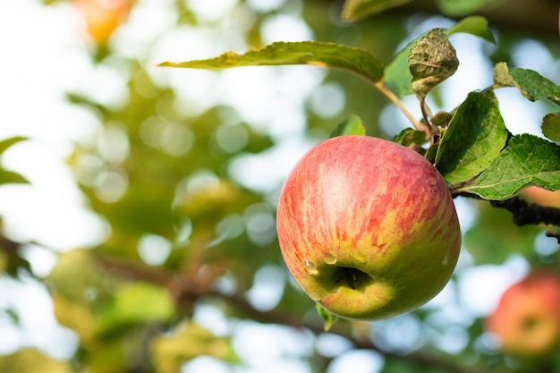 Rote Äpfel auf einem Baumx9