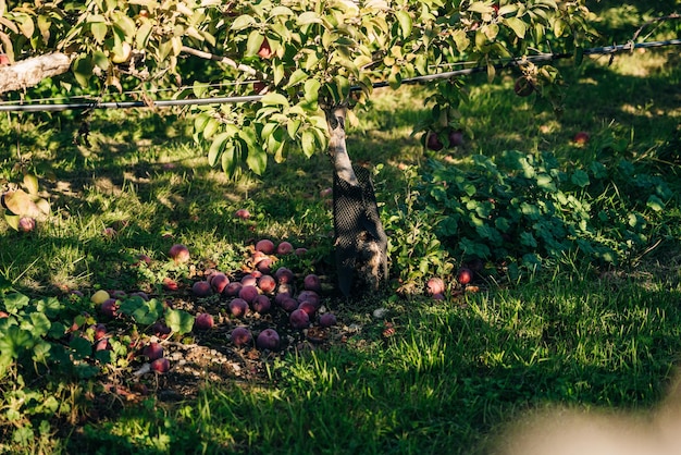 rote Äpfel auf einer Apfelplantage in Massachusetts, USA