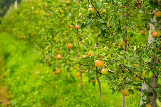 Rote Äpfel auf einer Apfelplantage in Südtirol, Stadt San Pietro, Italien