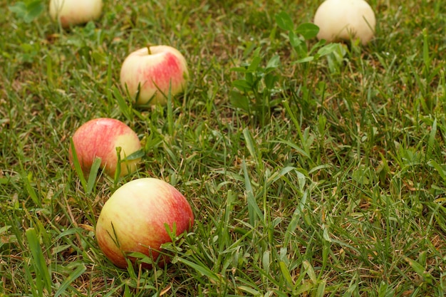 Rote Äpfel auf grünem Gras im Obstgarten. Gefallene reife Äpfel auf dem Boden im Sommergarten. Geringe Schärfentiefe