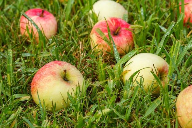 Rote Äpfel auf grünem Gras im Obstgarten. Gefallene reife Äpfel im Sommergarten.