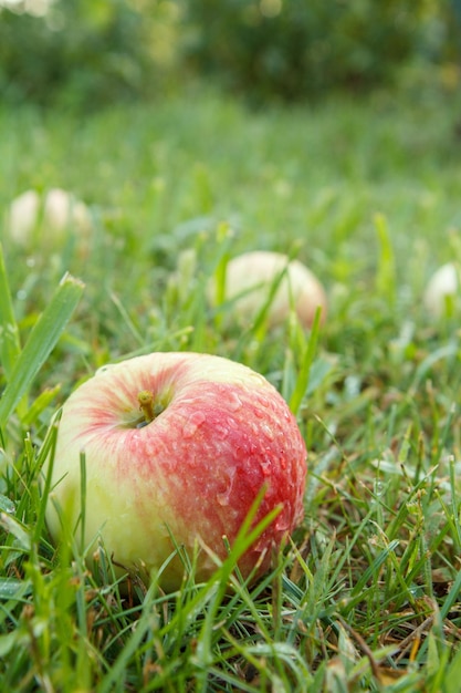 Rote Äpfel auf grünem Gras im Obstgarten