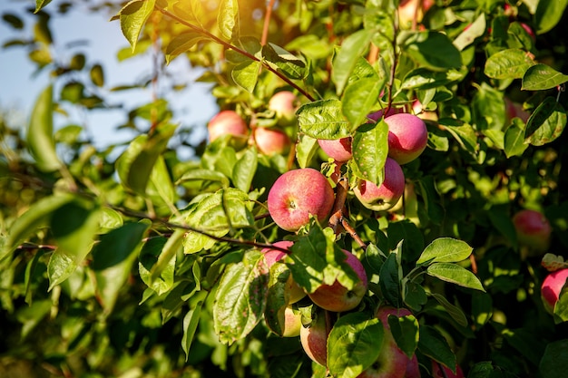 Rote Äpfel auf Ästen.