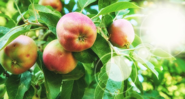 Rote Äpfel, die an einem Baum hängen, der draußen in einem Obstgarten im Sommer mit einer Sonneneruption wächst Bio- und nachhaltiger Obstanbau, frische Produkte, die auf dem Bauernhof wachsen