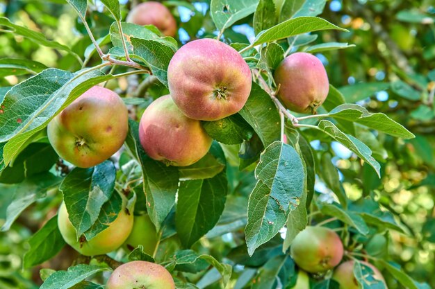 Rote Äpfel, die in einem üppigen grünen Obstbaum mit Blättern wachsen Frische, nachhaltige Produkte, die an einem Sommertag auf einem Bauernhof zur Ernte bereit sind Reife und biologische landwirtschaftliche Nutzpflanzen im Freien in der Natur im Frühling