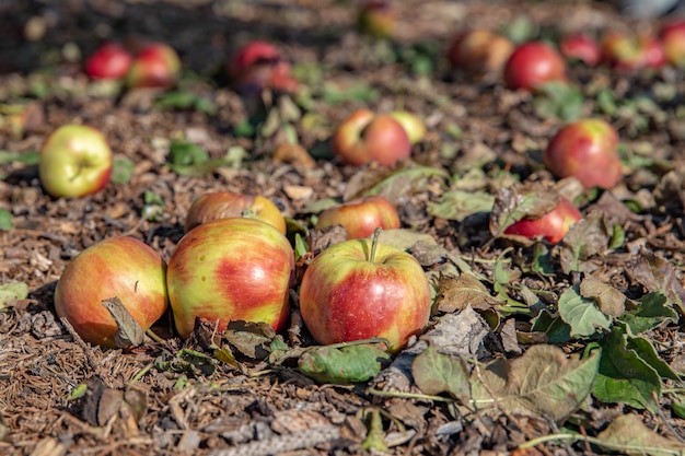 Rote Äpfel fielen vom Baum auf dem Boden im Garten