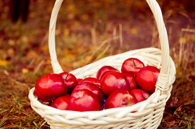 Rote Äpfel in einem Strohkorb im Garten