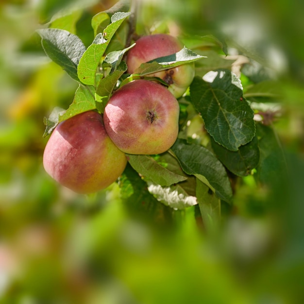 Rote Äpfel in meinem Garten Ein Foto von leckeren und schönen Äpfeln in meinem Garten