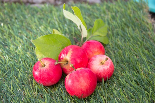 Rote Äpfel liegen auf dem grünen Gras. Ernte