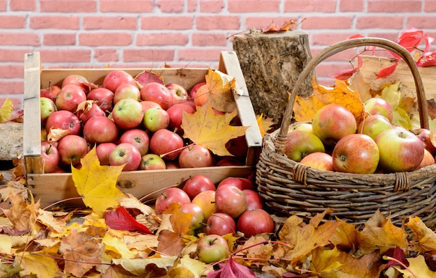 Rote Äpfel mit Herbstlaub