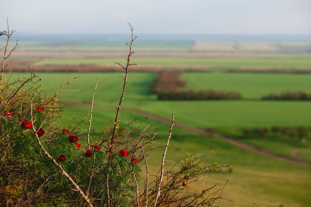 Rote Pfingstrose auf dem Hintergrund der Wiese und der Hügel. Ländliche Landschaften. Von oben geschossen. Schöner Blick von oben auf die ausgesäten Felder.