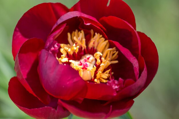 Rote Pfingstrosen im Garten blühende rote Pfingstrose