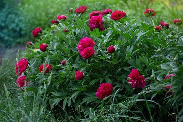 Rote Pfingstrosen im Garten Rote Pfingstrose Makrofoto Burgunder Pfingstrose Blume