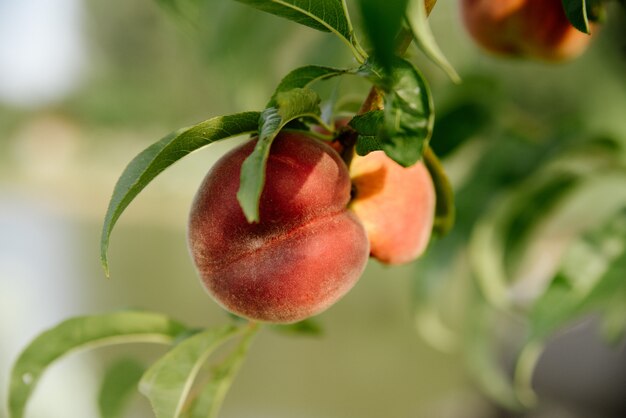 Rote Pfirsiche auf einem Ast