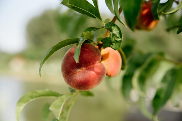 Rote Pfirsiche auf einem Ast