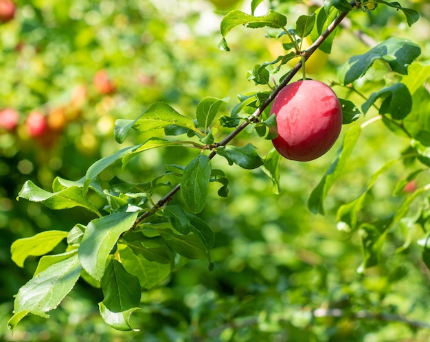 Rote Pflaume auf einem Ast reift im Garten