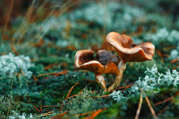 Rote Pilze im Wald