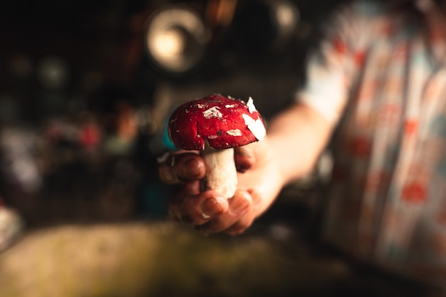 Rote Pilze in der Hand zu Hause