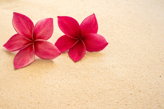 Rote Plumeria blüht am Strand