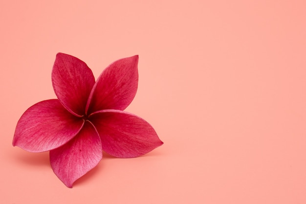 Rote Plumeria-Blume lokalisiert auf rosa Hintergrund.