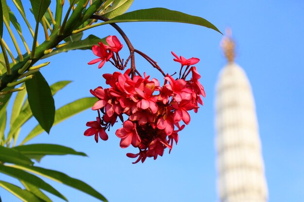 rote plumeria in bangkok, thailändischer ruf lan-tom oder leelawadee